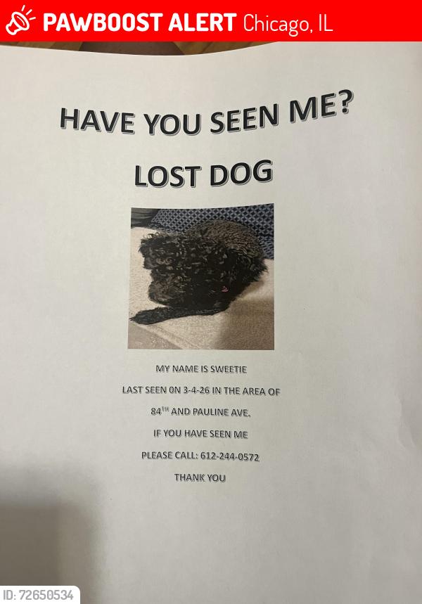 Lost Female Dog last seen 85th Street & Ashland Ave, Chicago, IL 60620