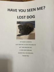 Lost Female Dog last seen 85th Street & Ashland Ave, Chicago, IL 60620