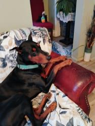 Found/Stray Male Dog last seen Pound, Salt Lake City, UT 84101