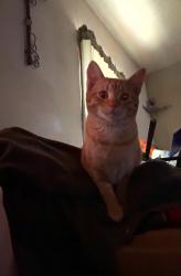 Lost Male Cat last seen skating rink hollow rd, Oneida, TN, Oneida, TN 37841