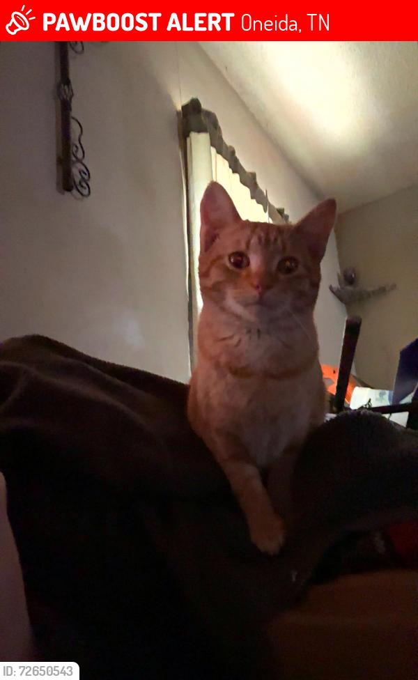 Lost Male Cat last seen skating rink hollow rd, Oneida, TN, Oneida, TN 37841