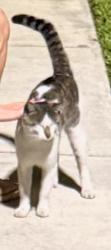 Found/Stray Unknown Cat last seen NE 214th Street and 3rd Place, North Miami Beach, FL 33179