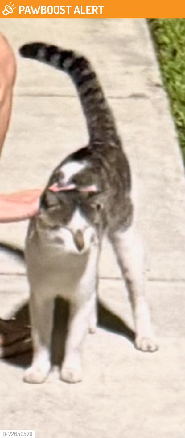 Found/Stray Unknown Cat last seen NE 214th Street and 3rd Place, North Miami Beach, FL 33179