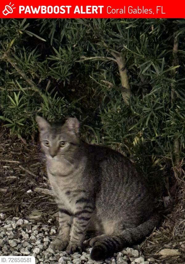 Lost Male Cat last seen Near Ingraham park , Coral Gables, FL 33133