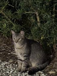 Lost Male Cat last seen Near Ingraham park , Coral Gables, FL 33133