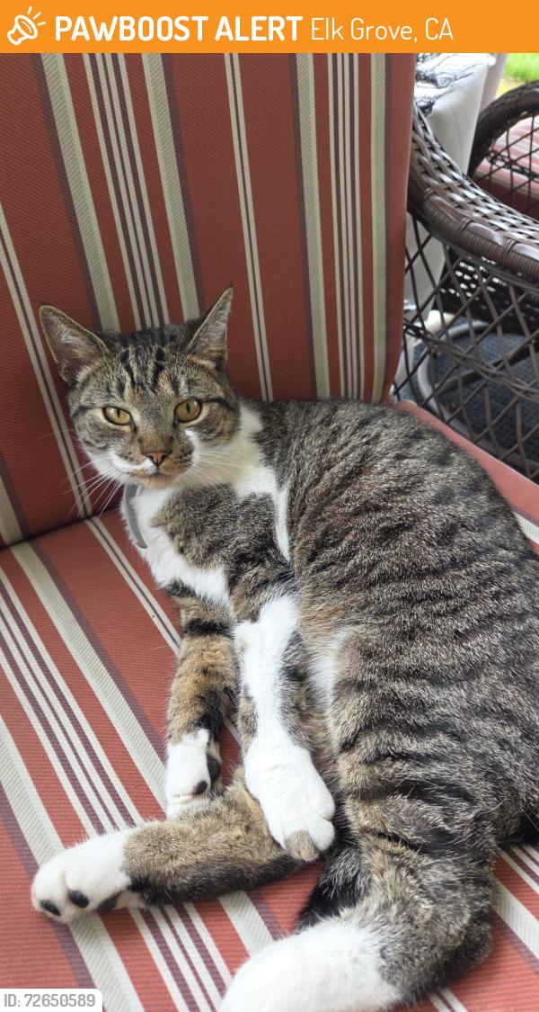 Found/Stray Unknown Cat last seen Near carico way , Elk Grove, CA 95757