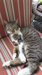 Found/Stray Unknown Cat last seen Near carico way , Elk Grove, CA 95757
