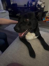 Found/Stray Male Dog last seen Planet Fitness/ Aldi parking lot, Hesperia, CA 92345