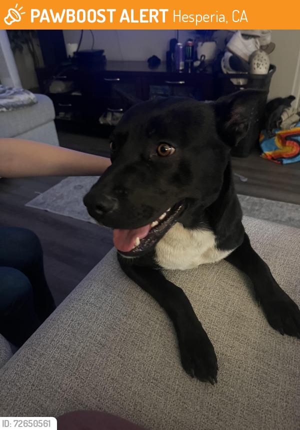 Found/Stray Male Dog last seen Planet Fitness/ Aldi parking lot, Hesperia, CA 92345