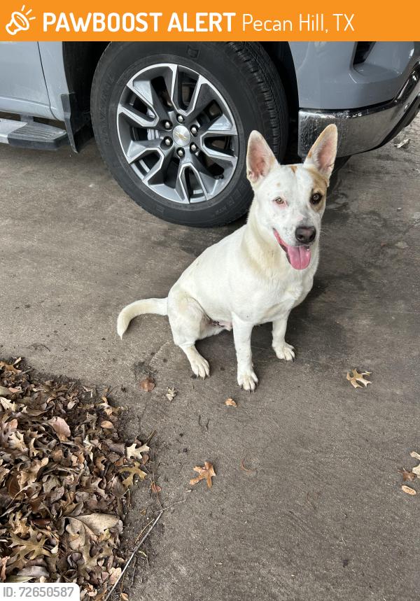 Found/Stray Male Dog last seen Carol Ln & Schley Rd Pecan Hill, Tx, Pecan Hill, TX 75154
