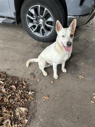 Found/Stray Male Dog last seen Carol Ln & Schley Rd Pecan Hill, Tx, Pecan Hill, TX 75154