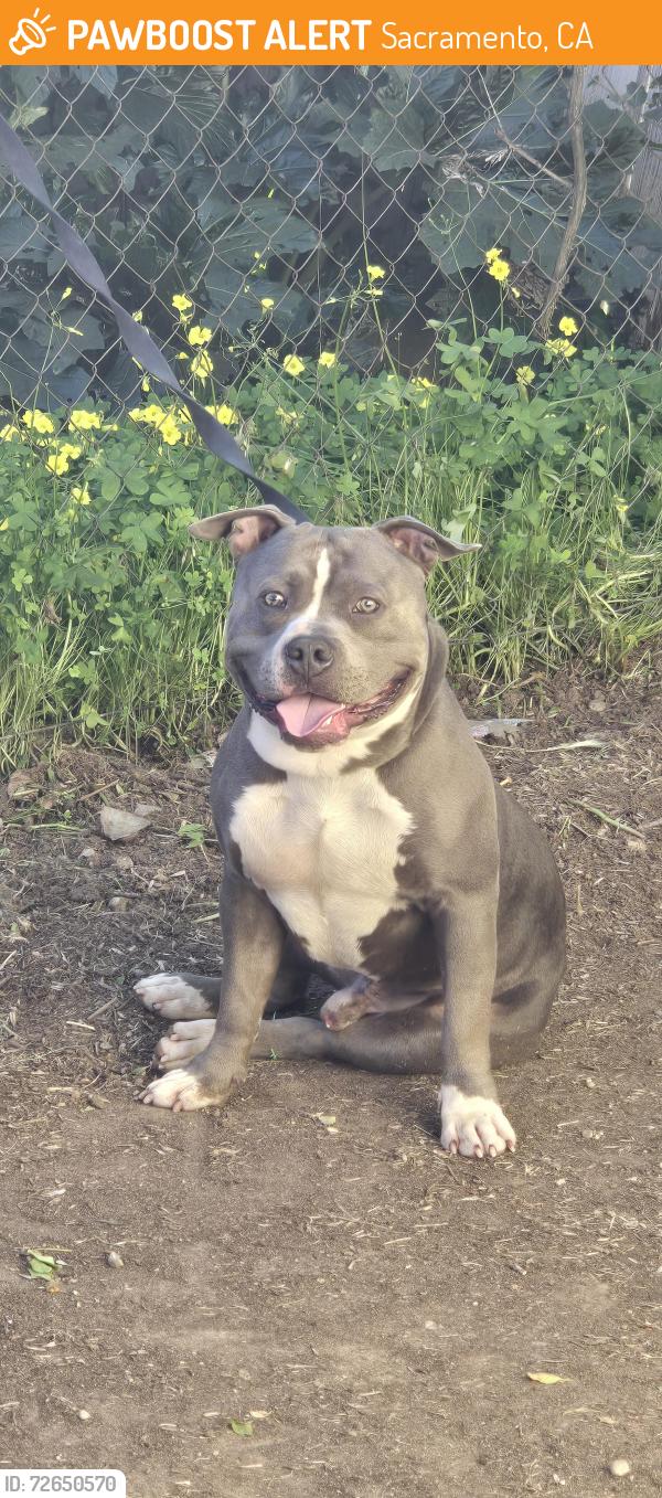 Found/Stray Male Dog last seen Pinell St and North Ave, Sacramento, CA 95838
