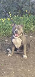 Found/Stray Male Dog last seen Pinell St and North Ave, Sacramento, CA 95838