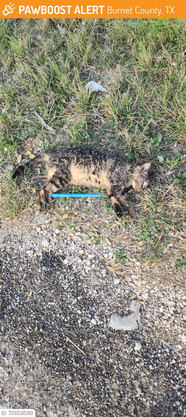 Found/Stray Unknown Cat last seen County Rd 221 & FM2657, Burnet County, TX 76539