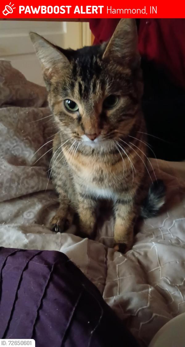 Lost Female Cat last seen Near homan and we were off Wildwood and she could of gotten out but she's no where to be seen, Hammond, IN 46324