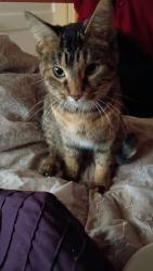 Lost Female Cat last seen Near homan and we were off Wildwood and she could of gotten out but she's no where to be seen, Hammond, IN 46324