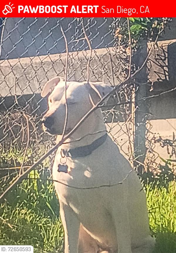 Lost Male Dog last seen University and 45th, San Diego, CA 92105