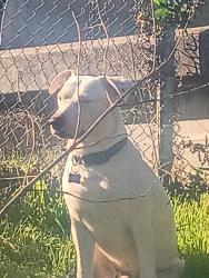 Lost Male Dog last seen University and 45th, San Diego, CA 92105