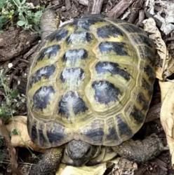 Lost Male Reptile last seen Blue Springs Lane, Oceanside, CA 92054