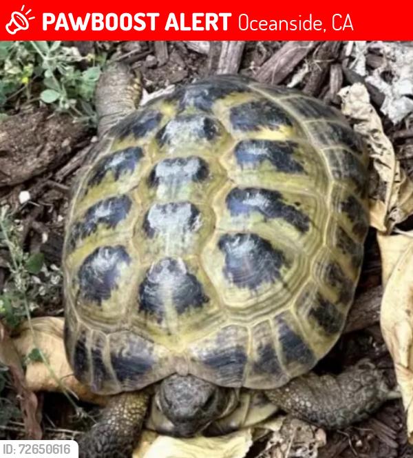 Lost Male Reptile last seen Blue Springs Lane, Oceanside, CA 92054