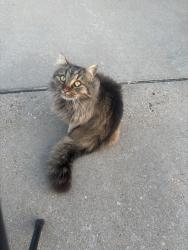 Found/Stray Female Cat last seen Colquitt Rd, Terrell, TX 75160