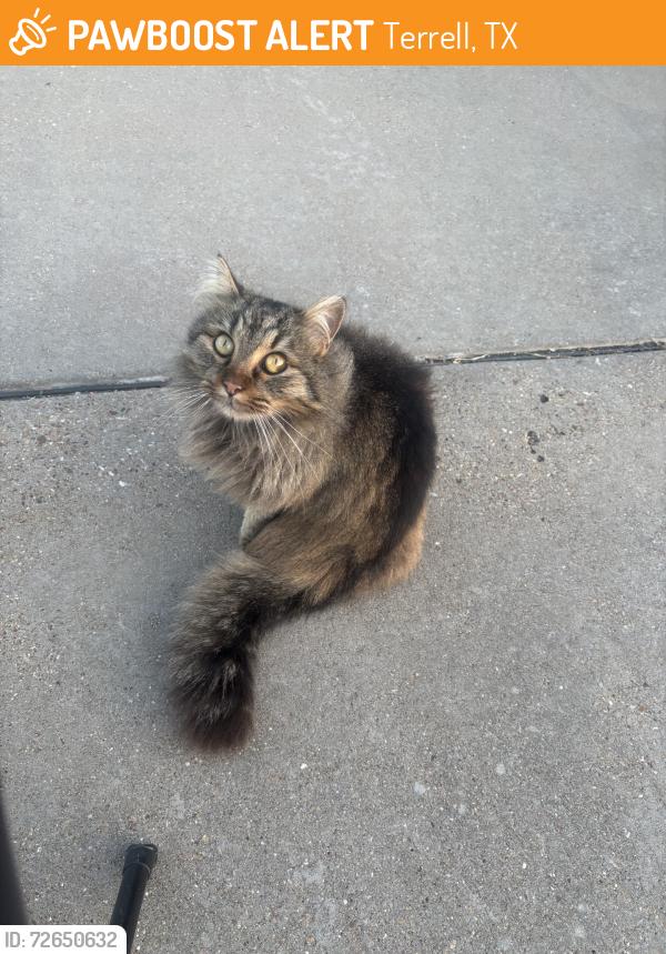 Found/Stray Female Cat last seen Colquitt Rd, Terrell, TX 75160