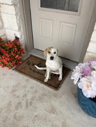 Found/Stray Male Dog last seen Whisper Bend and Whisper Crossing, San Antonio, TX 78252