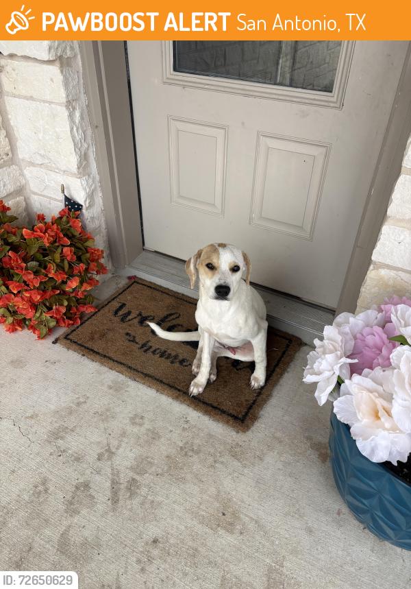 Found/Stray Male Dog last seen Whisper Bend and Whisper Crossing, San Antonio, TX 78252