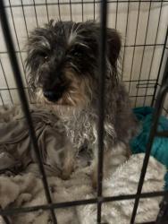 Found/Stray Female Dog last seen West Craig and Rainbow, Las Vegas, NV 89108