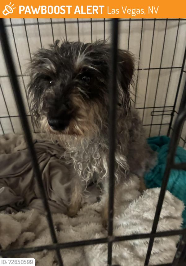 Found/Stray Female Dog last seen West Craig and Rainbow, Las Vegas, NV 89108