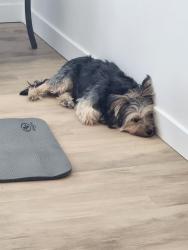 Lost Female Dog last seen By the apmt buildings and park , West Jordan, UT 84081