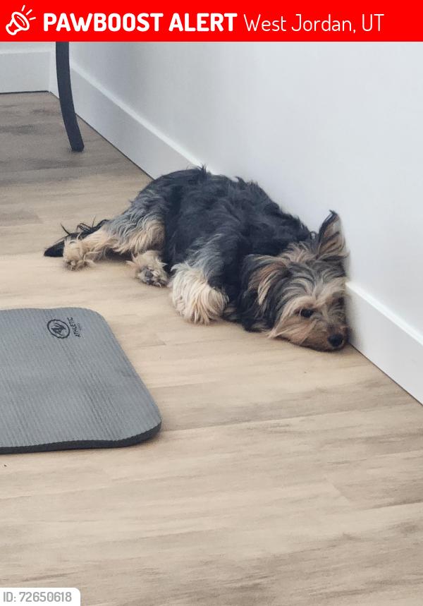 Lost Female Dog last seen By the apmt buildings and park , West Jordan, UT 84081