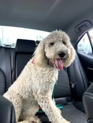 Found/Stray Female Dog last seen Benavides Elementary , San Antonio, TX 78224