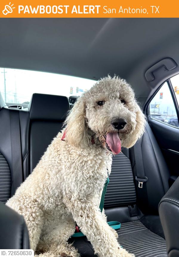 Found/Stray Female Dog last seen Benavides Elementary , San Antonio, TX 78224