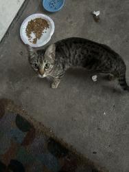 Found/Stray Unknown Cat last seen By Alegria apmts, Houston, TX 77054