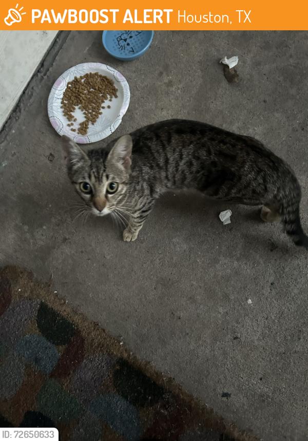 Found/Stray Unknown Cat last seen By Alegria apmts, Houston, TX 77054