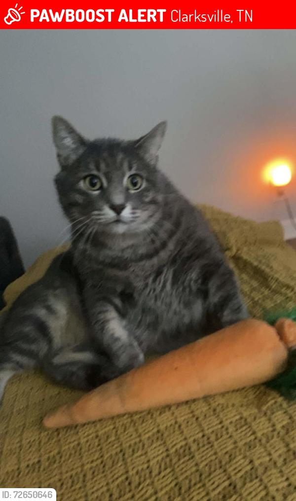Lost Male Cat last seen Timberline Way and Grassmire Dr, Clarksville, TN 37042