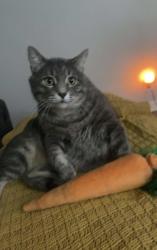 Lost Male Cat last seen Timberline Way and Grassmire Dr, Clarksville, TN 37042