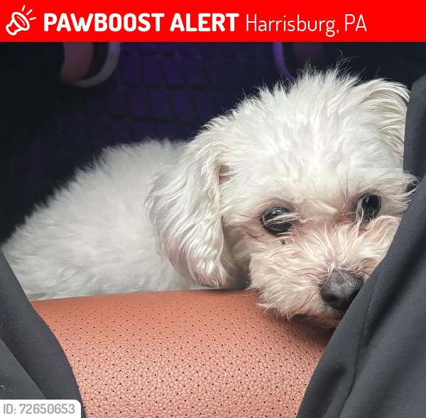 Lost Female Dog last seen Peffer st, Harrisburg, PA 17102