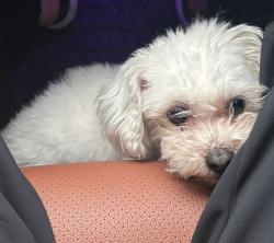 Lost Female Dog last seen Peffer st, Harrisburg, PA 17102