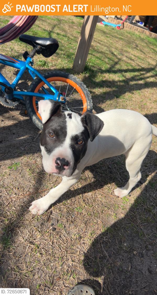 Found/Stray Male Dog last seen Dollar general, Mamers NC, Lillington, NC 27546
