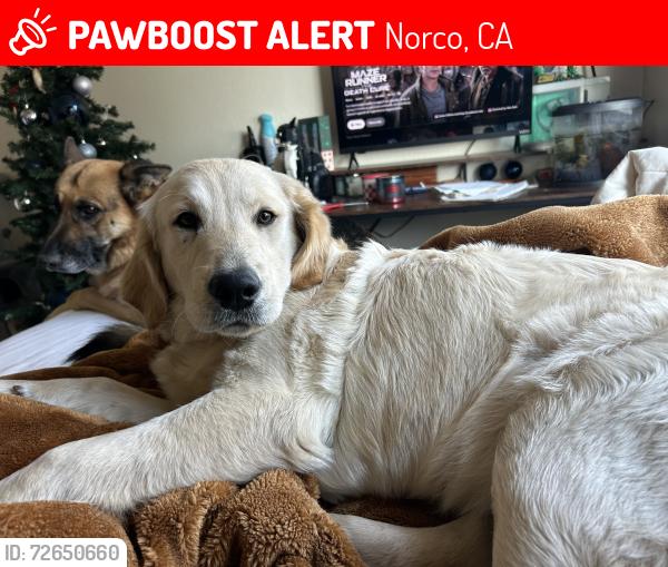 Lost Female Dog last seen Norco villiage , Norco, CA 92860
