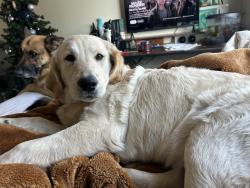 Lost Female Dog last seen Norco villiage , Norco, CA 92860