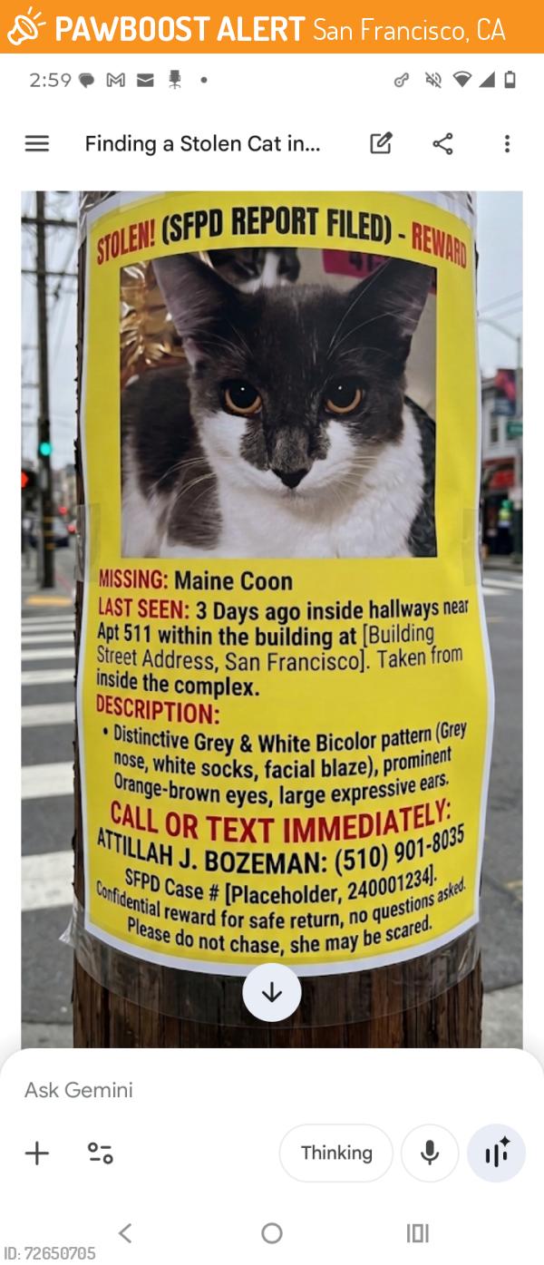 Found/Stray Female Cat last seen Leavenworth , San Francisco, CA 94102