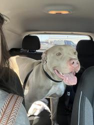 Found/Stray Female Dog last seen W. Britton Rd. and N. Rockwell Avenue, Oklahoma City, OK 73162