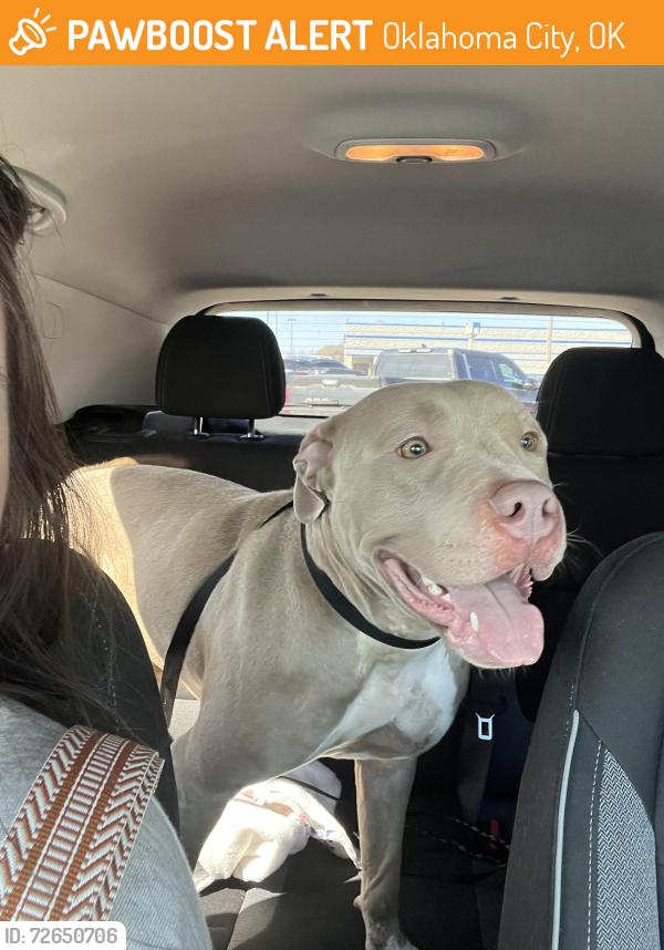 Found/Stray Female Dog last seen W. Britton Rd. and N. Rockwell Avenue, Oklahoma City, OK 73162