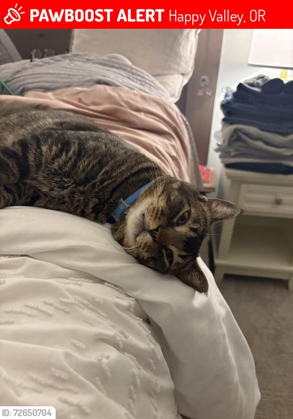 Lost Male Cat last seen Mountain gate , Happy Valley, OR 97086