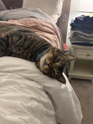 Lost Male Cat last seen Mountain gate , Happy Valley, OR 97086