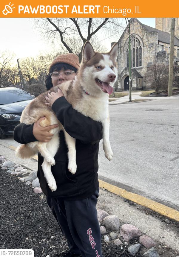 Found/Stray Female Dog last seen 50th and Drexel, Chicago, IL 60602