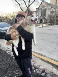 Found/Stray Female Dog last seen 50th and Drexel, Chicago, IL 60602